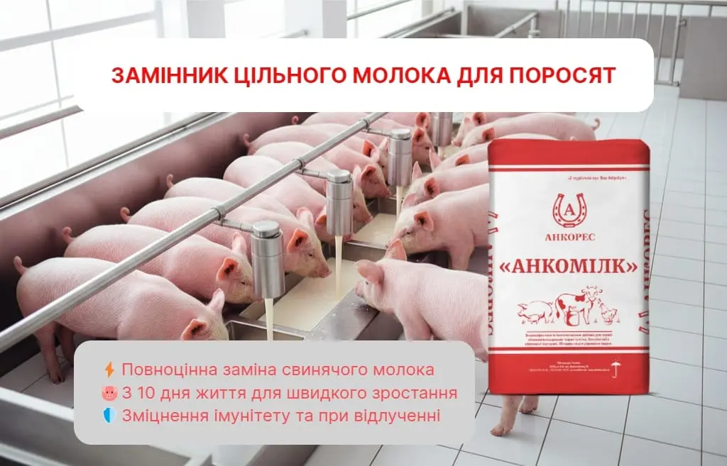 Як правильно давати поросятам сухе молоко? Секрети ефективної відгодівлі!