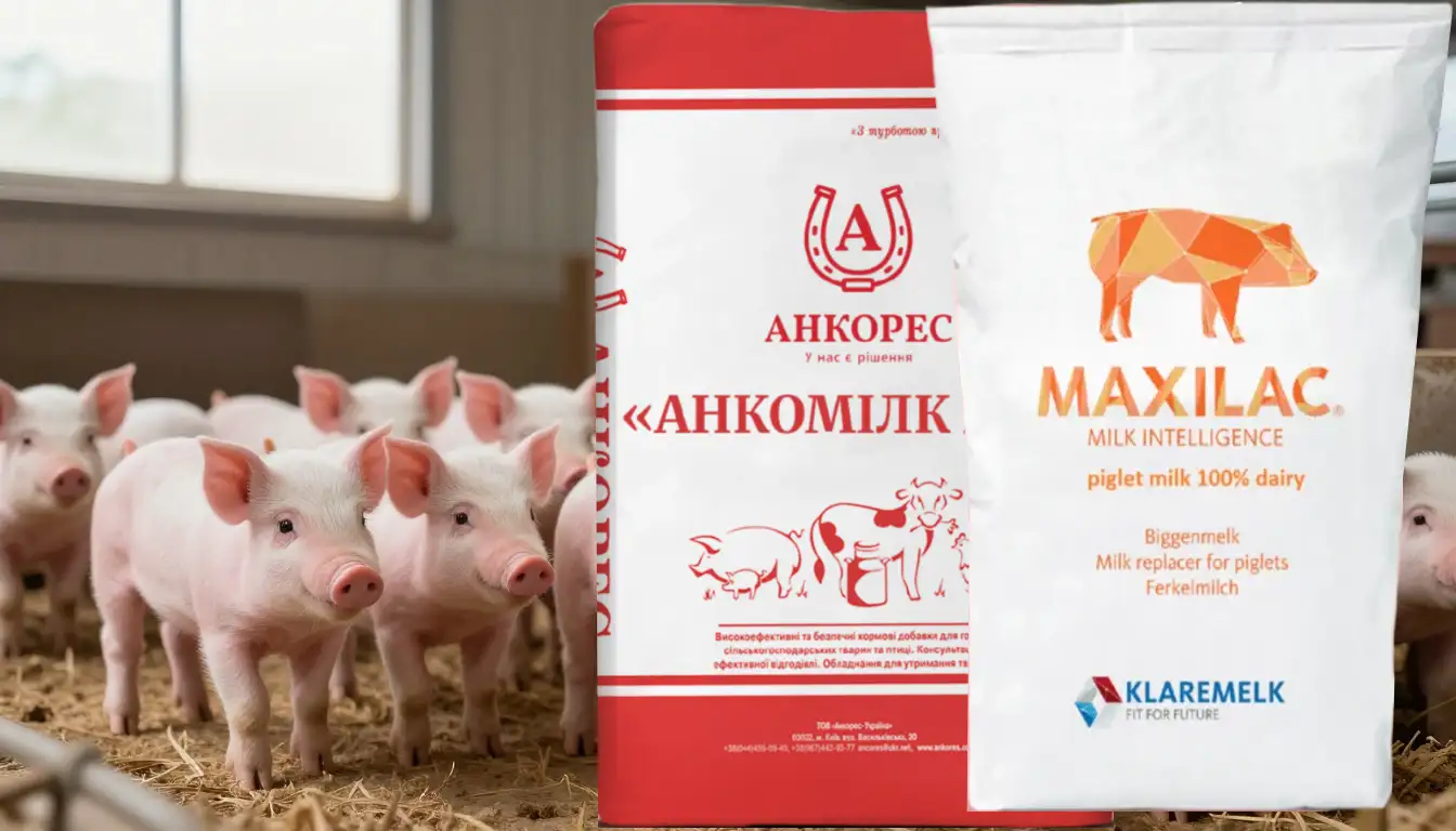 Замінники молока для поросят: Використання замінників молока для поросят при вигодівлі з перших днів життя
