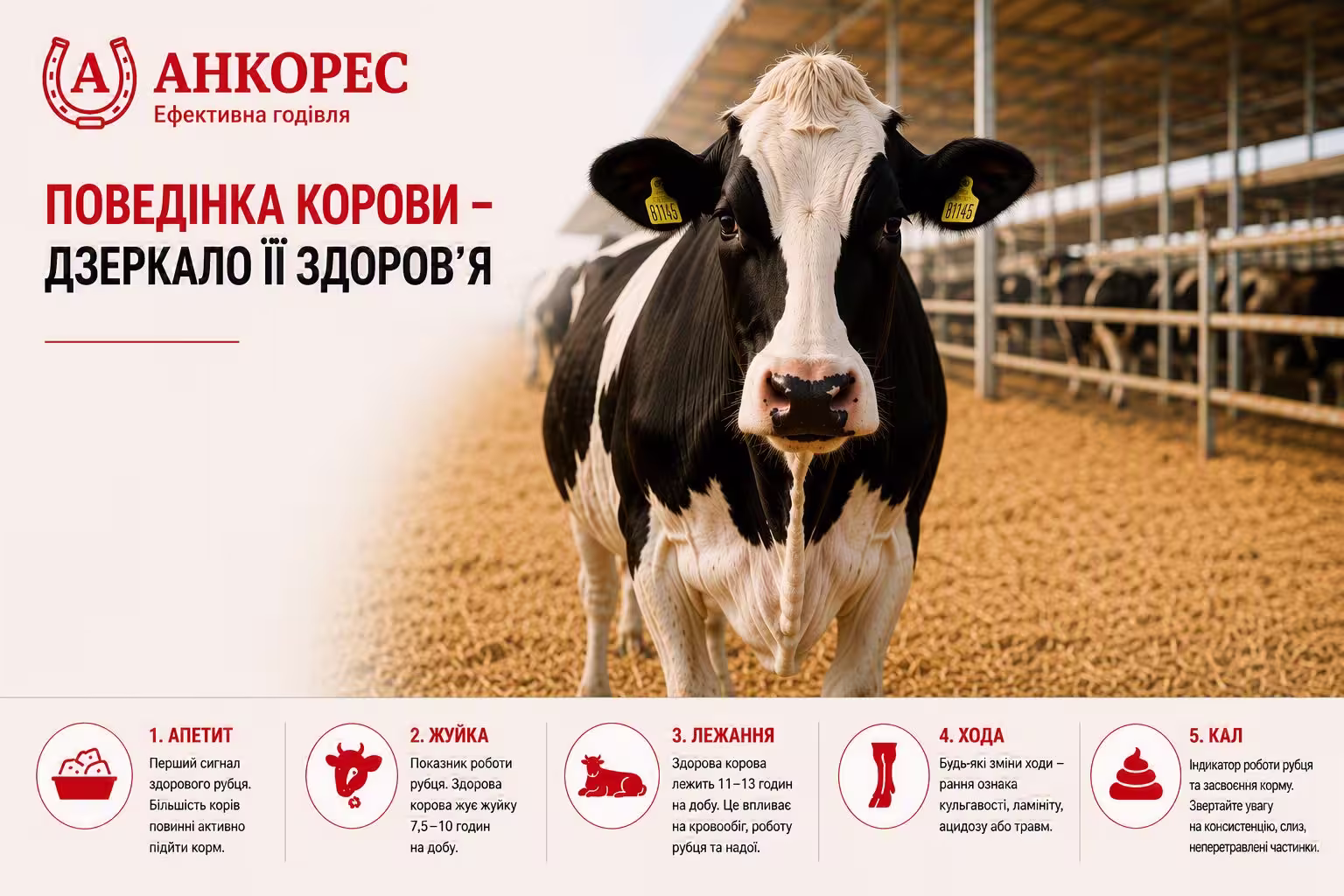 Поведінка корови як дзеркало її здоров’я: як вчасно виявити ацидоз, кетоз, мастит та інші проблеми